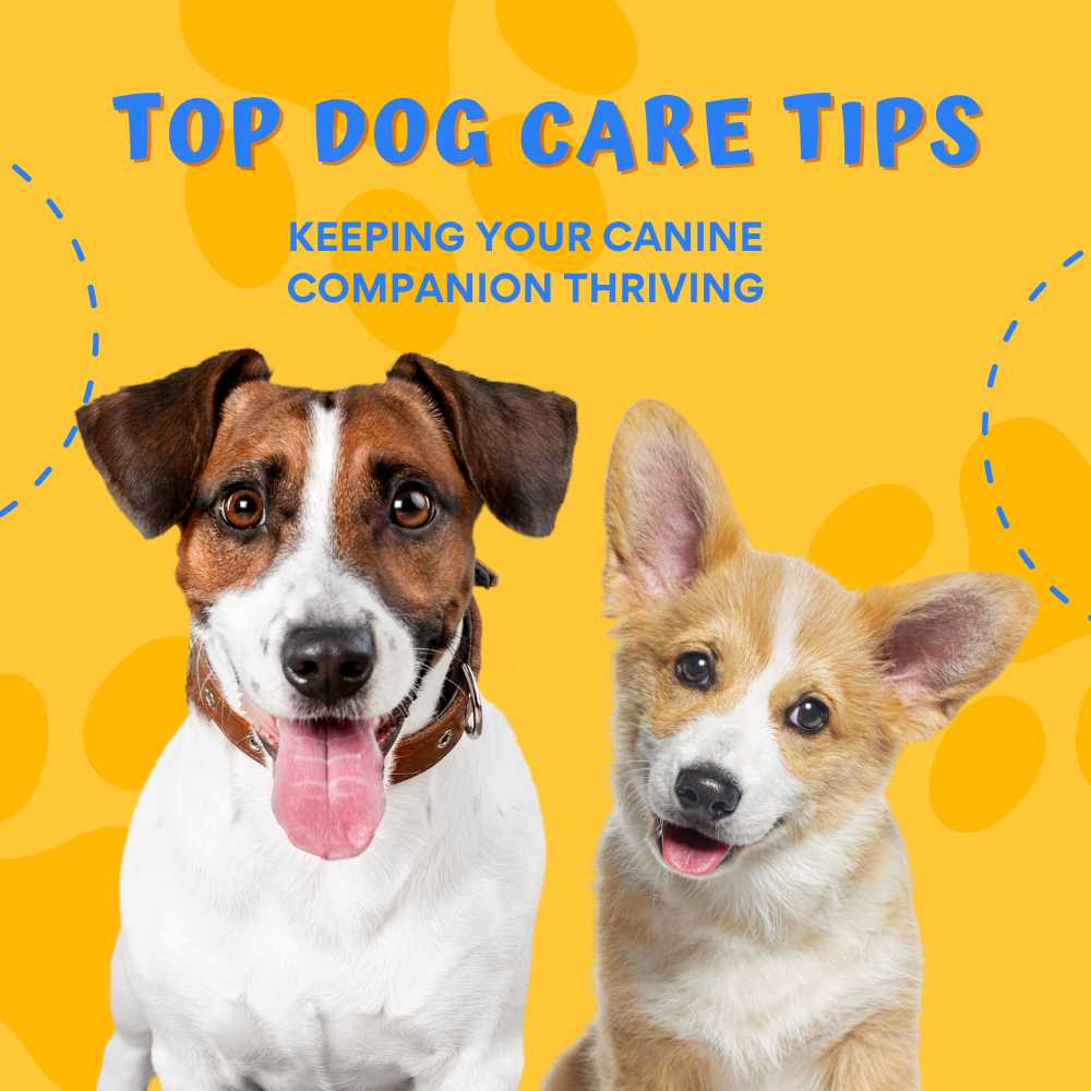 Top Dog Care Tips: Keeping Your Canine Companion Thriving IntheMart.com